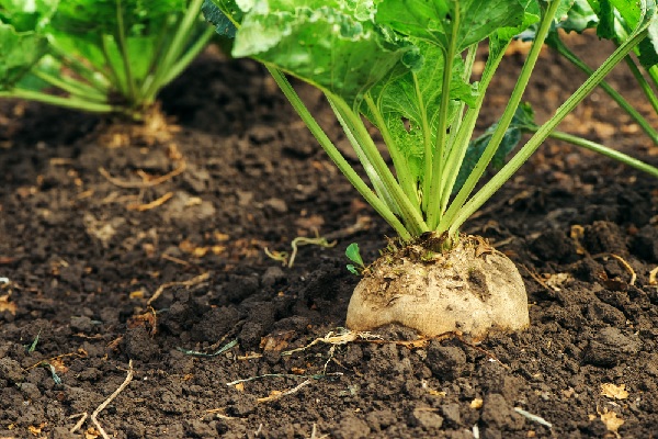 Betteraves sucrières : la fin du débat sur l’utilisation des pesticides !