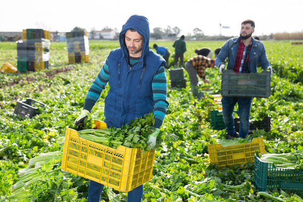 Sociétés d’intérêt collectif agricole (SICA) : toujours exonérées de taxe foncière ?