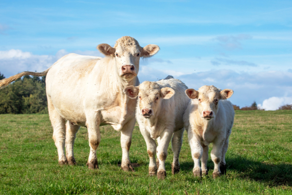 Agriculteurs : quand les bovins tombent (mystérieusement ?) malades…