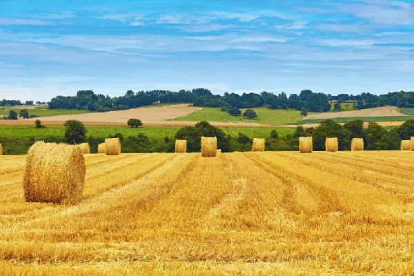 Coronavirus (COVID-19) et plan de relance : des précisions pour l’agriculture