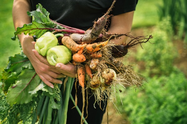 Coronavirus (COVID-19) : une allocation de remplacement pour certains agriculteurs