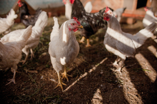 Grippe aviaire : les dernières nouveautés à retenir