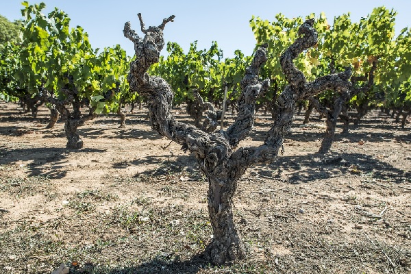 Production de vin : une déclaration à faire pour la campagne 2020-2021