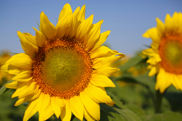 Difficultés d’approvisionnement en huile de tournesol : quelles conséquences ?