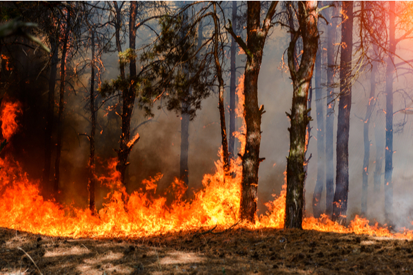 Incendies en Gironde : une aide d’urgence pour les travailleurs indépendants