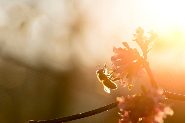 Préservation des ruches à La Réunion : un biocide pour lutter contre les insectes ravageurs