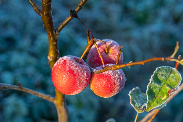 Une indemnisation pour les agriculteurs concernés par l’épisode de gel d’avril 2022