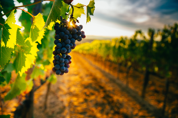 Vendanges et temps de travail : des dérogations ?