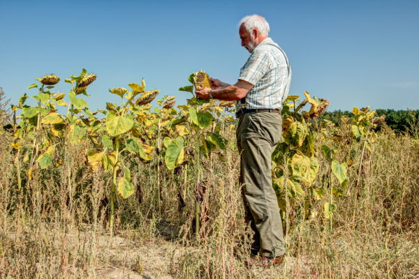 Aléas climatiques : un dispositif pour (r)assurer les agriculteurs !