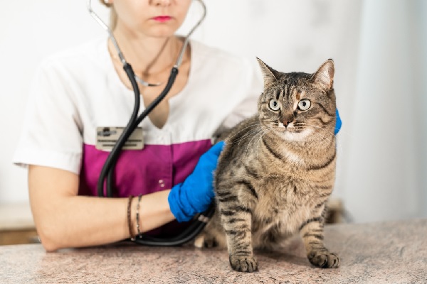 Vétérinaires : procédure disciplinaire et confraternité, quelle articulation ?