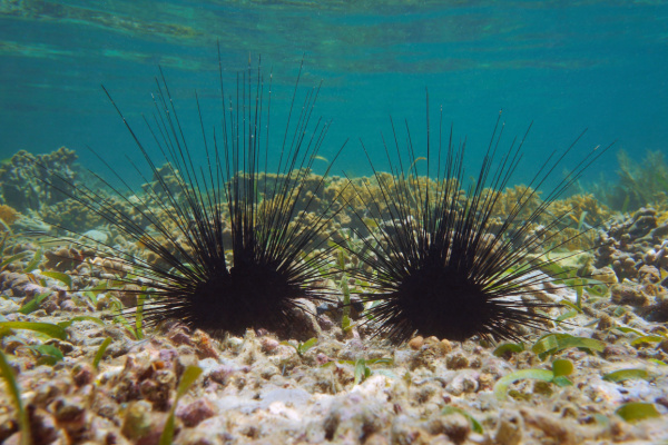 Oursins en mer méditerranée : un problème de raréfaction…