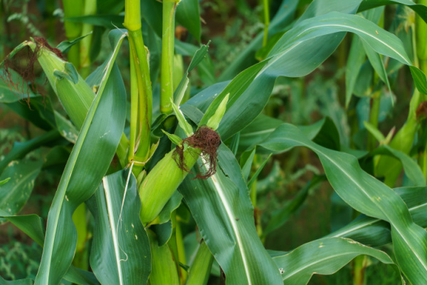 Production agricole : et si vous n’avez pas appliqué le bon taux de TVA ?