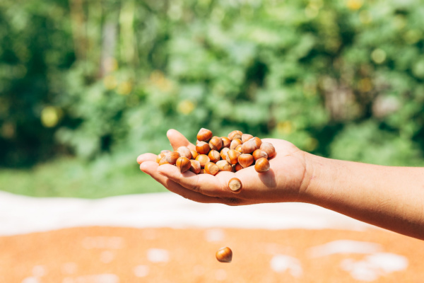 Taxe foncière : producteur-grainier = agriculteur ?